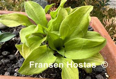 Hosta Gold Hearted Mouse